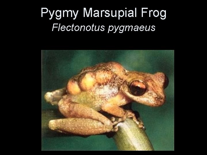 Pygmy Marsupial Frog Flectonotus pygmaeus 