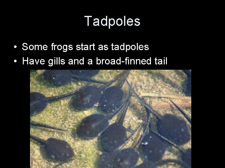 Tadpoles • Some frogs start as tadpoles • Have gills and a broad-finned tail