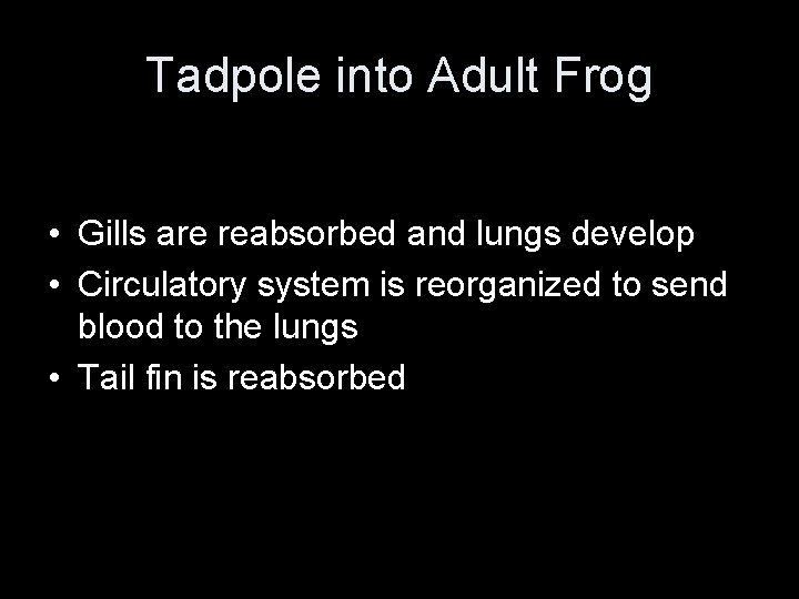 Tadpole into Adult Frog • Gills are reabsorbed and lungs develop • Circulatory system