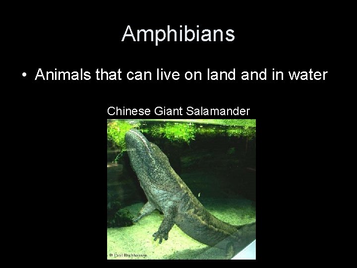 Amphibians • Animals that can live on land in water Chinese Giant Salamander 