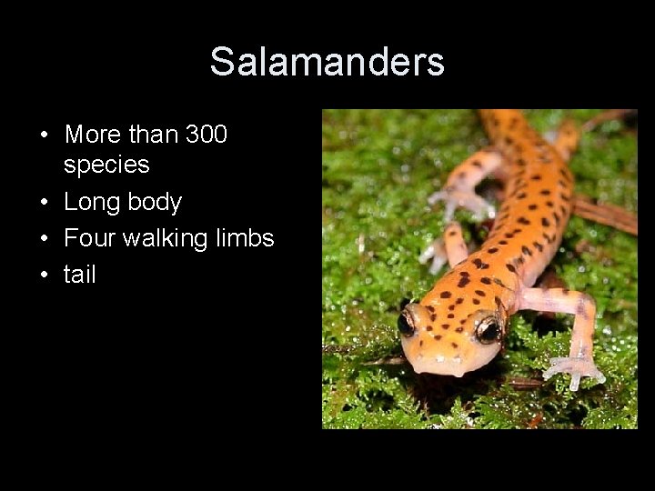 Salamanders • More than 300 species • Long body • Four walking limbs •
