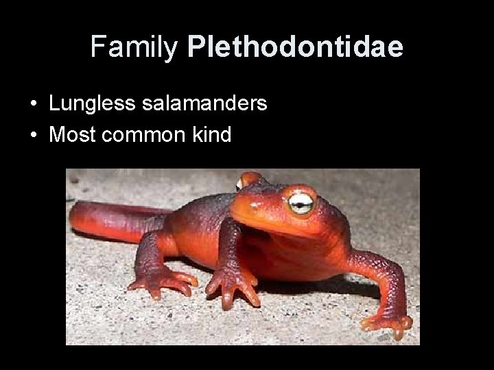 Family Plethodontidae • Lungless salamanders • Most common kind 