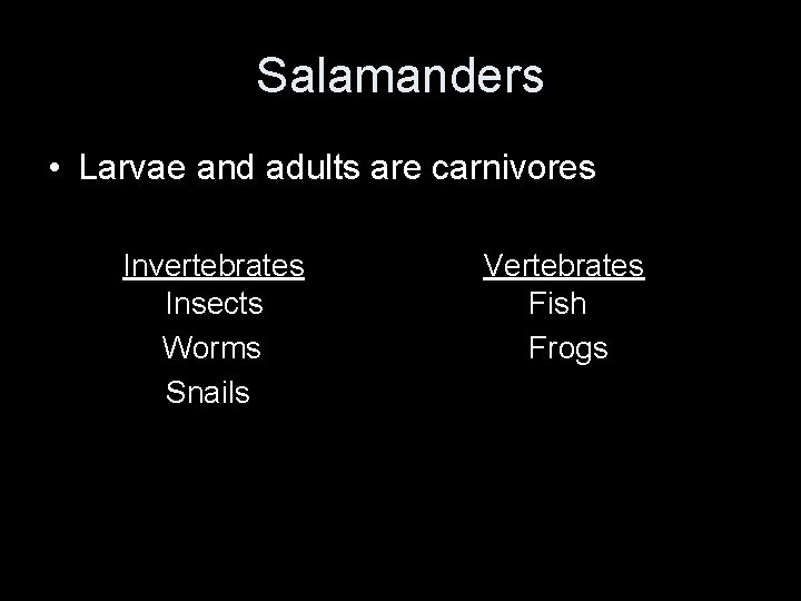 Salamanders • Larvae and adults are carnivores Invertebrates Insects Worms Snails Vertebrates Fish Frogs