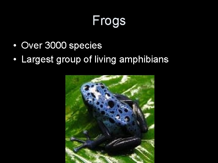 Frogs • Over 3000 species • Largest group of living amphibians 