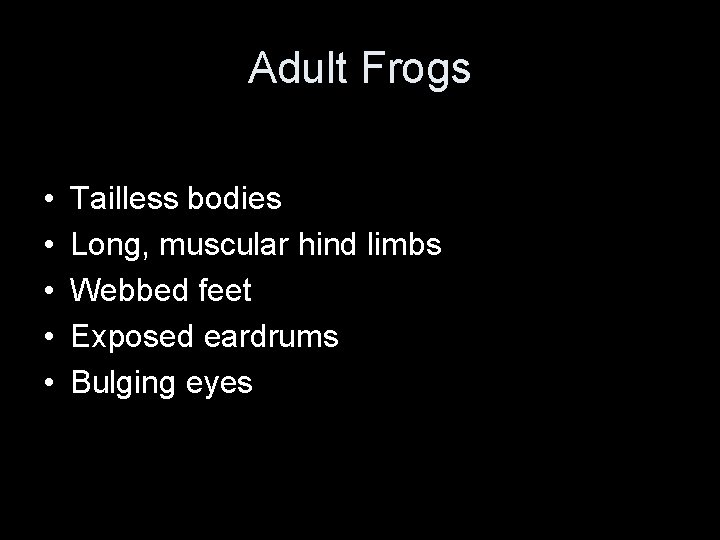 Adult Frogs • • • Tailless bodies Long, muscular hind limbs Webbed feet Exposed