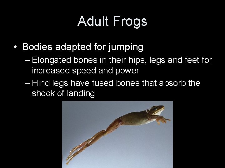 Adult Frogs • Bodies adapted for jumping – Elongated bones in their hips, legs