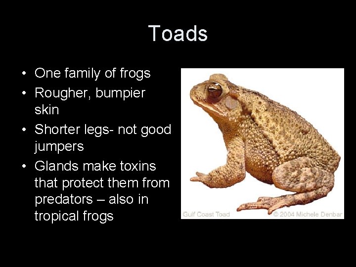 Toads • One family of frogs • Rougher, bumpier skin • Shorter legs- not