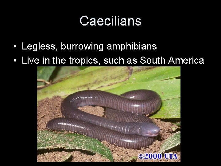 Caecilians • Legless, burrowing amphibians • Live in the tropics, such as South America