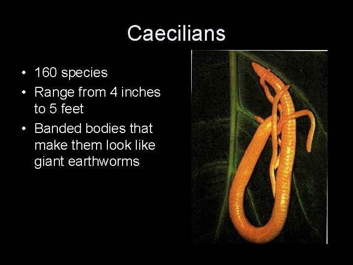 Caecilians • 160 species • Range from 4 inches to 5 feet • Banded
