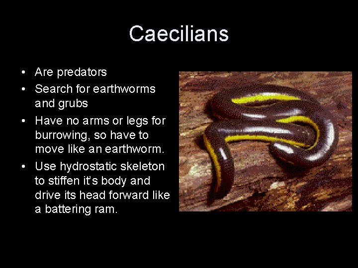 Caecilians • Are predators • Search for earthworms and grubs • Have no arms