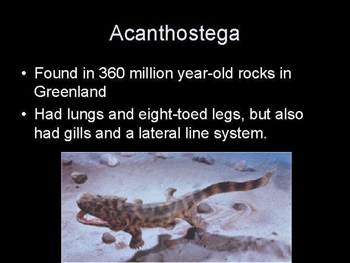 Acanthostega • Found in 360 million year-old rocks in Greenland • Had lungs and