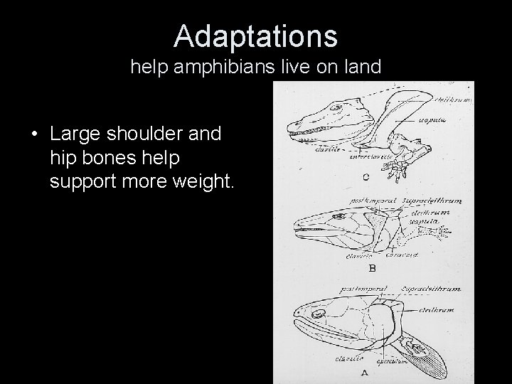 Adaptations help amphibians live on land • Large shoulder and hip bones help support