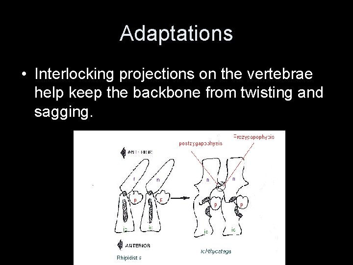 Adaptations • Interlocking projections on the vertebrae help keep the backbone from twisting and