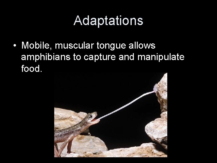Adaptations • Mobile, muscular tongue allows amphibians to capture and manipulate food. 