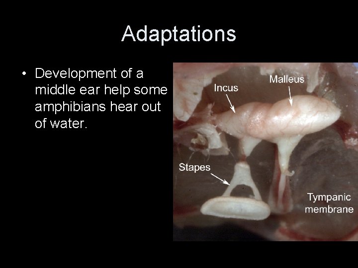 Adaptations • Development of a middle ear help some amphibians hear out of water.