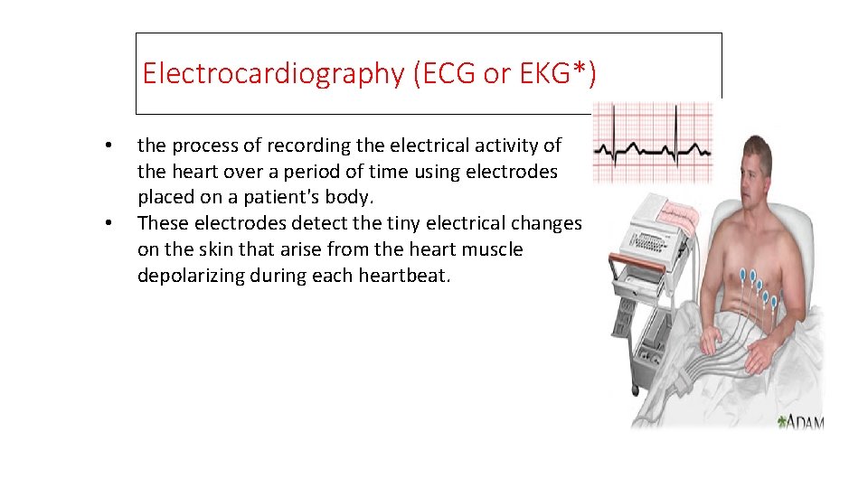 Electrocardiography (ECG or EKG*) • • the process of recording the electrical activity of