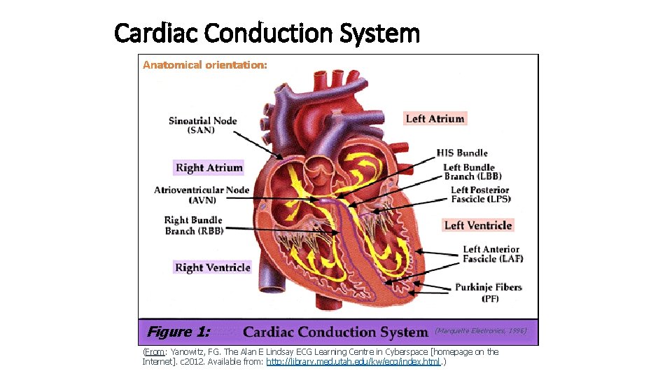 Cardiac Conduction System Anatomical orientation: Figure 1: (Marquette Electronics, 1996) (From: Yanowitz, FG. The