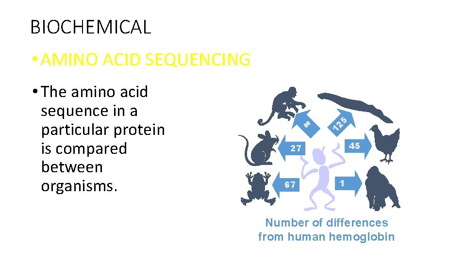 BIOCHEMICAL 12 8 • The amino acid sequence in a particular protein is compared