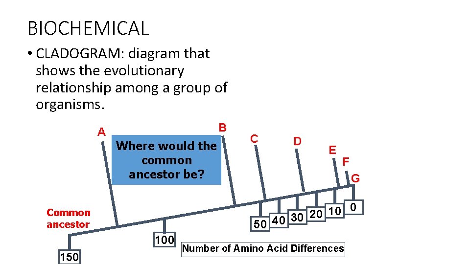 BIOCHEMICAL • CLADOGRAM: diagram that shows the evolutionary relationship among a group of organisms.