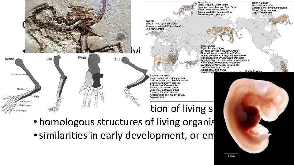 Conclusion • Darwin argued that living things have been evolving on Earth for millions