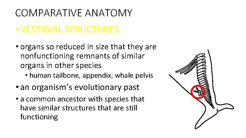 COMPARATIVE ANATOMY • VESTIGIAL STRUCTURES • organs so reduced in size that they are
