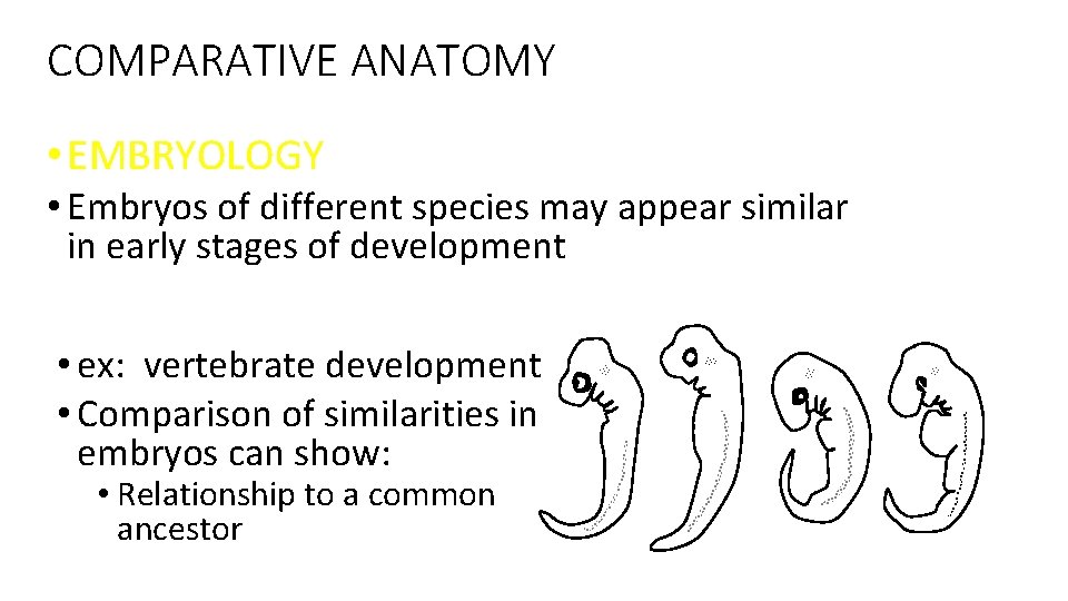 COMPARATIVE ANATOMY • EMBRYOLOGY • Embryos of different species may appear similar in early