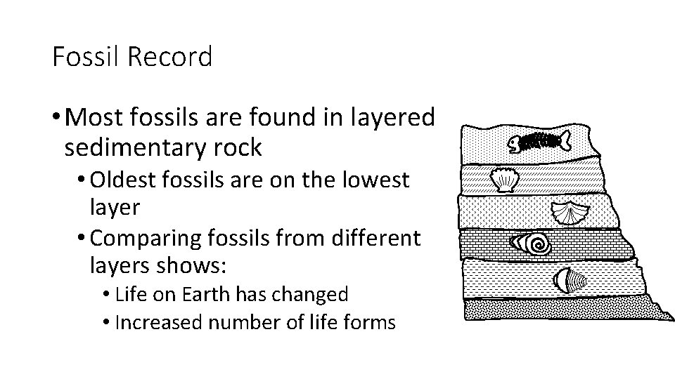 Fossil Record • Most fossils are found in layered sedimentary rock • Oldest fossils