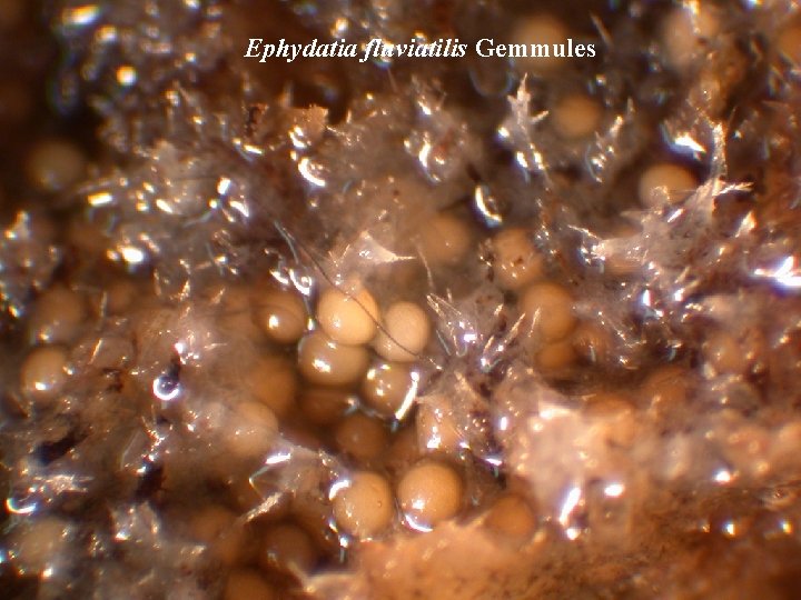 Ephydatia fluviatilis Gemmules 