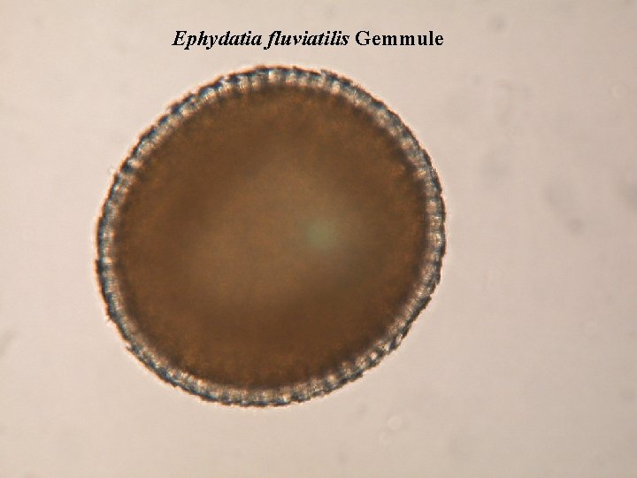 Ephydatia fluviatilis Gemmule 
