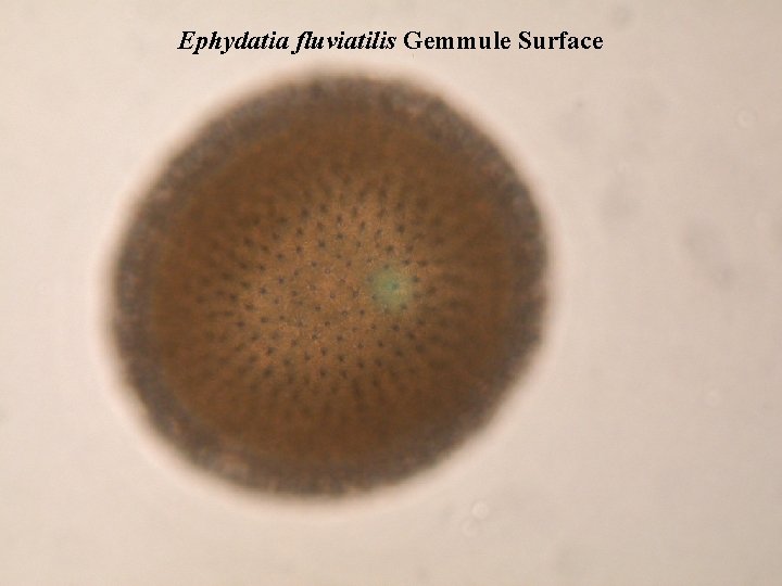 Ephydatia fluviatilis Gemmule Surface 