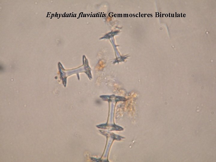 Ephydatia fluviatilis Gemmoscleres Birotulate 