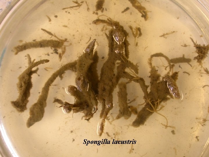 Spongilla lacustris 