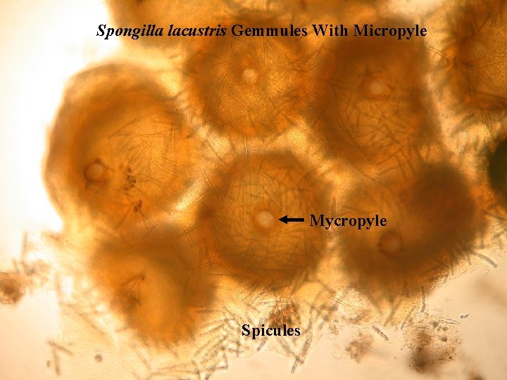 Spongilla lacustris Gemmules With Micropyle Mycropyle Spicules 