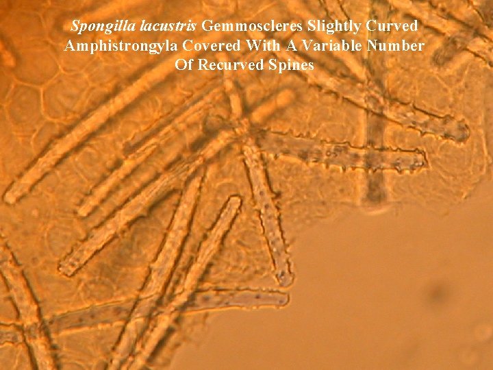 Spongilla lacustris Gemmoscleres Slightly Curved Amphistrongyla Covered With A Variable Number Of Recurved Spines