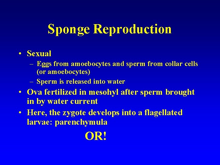 Sponge Reproduction • Sexual – Eggs from amoebocytes and sperm from collar cells (or