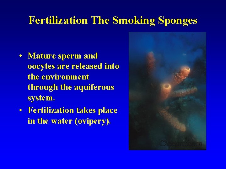 Fertilization The Smoking Sponges • Mature sperm and oocytes are released into the environment