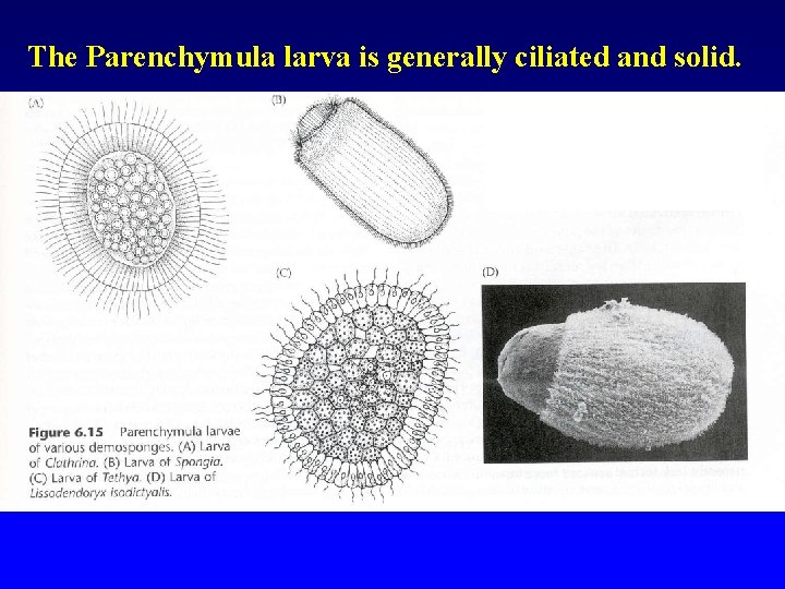 The Parenchymula larva is generally ciliated and solid. 
