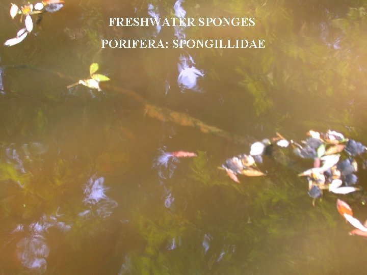 FRESHWATER SPONGES PORIFERA: SPONGILLIDAE 