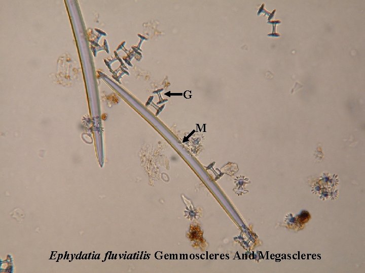 G M Ephydatia fluviatilis Gemmoscleres And Megascleres 