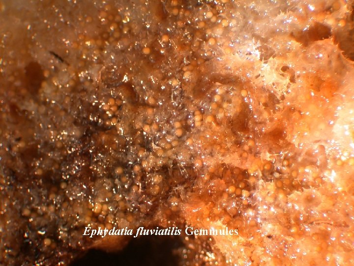 Ephydatia fluviatilis Gemmules 