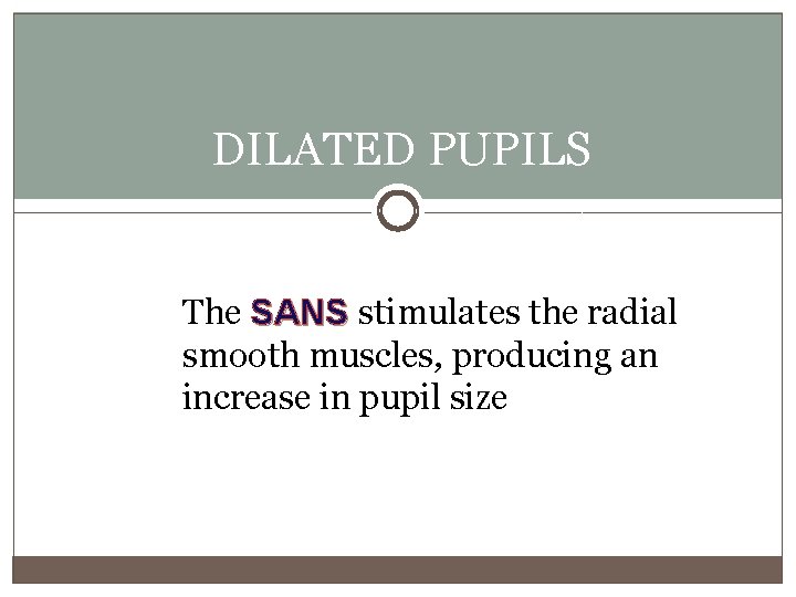 DILATED PUPILS The SANS stimulates the radial smooth muscles, producing an increase in pupil