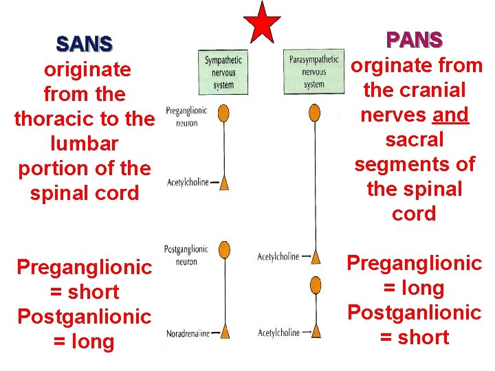 SANS originate from the thoracic to the lumbar portion of the spinal cord PANS