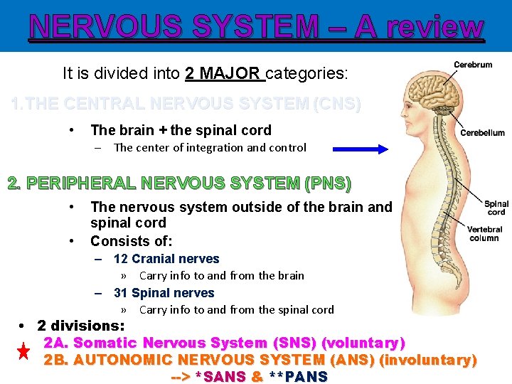 NERVOUS SYSTEM – A review It is divided into 2 MAJOR categories: 1. THE