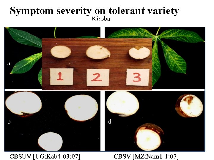 Symptom severity on tolerant variety 