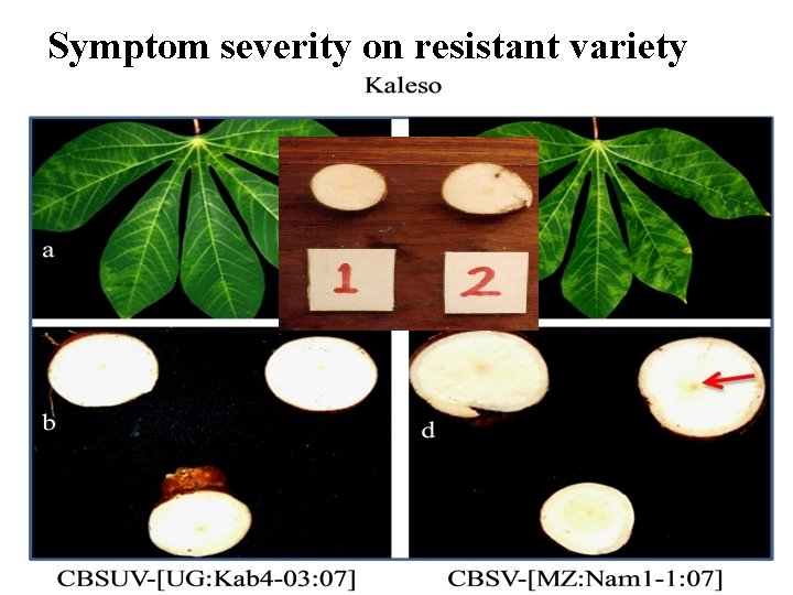 Symptom severity on resistant variety 