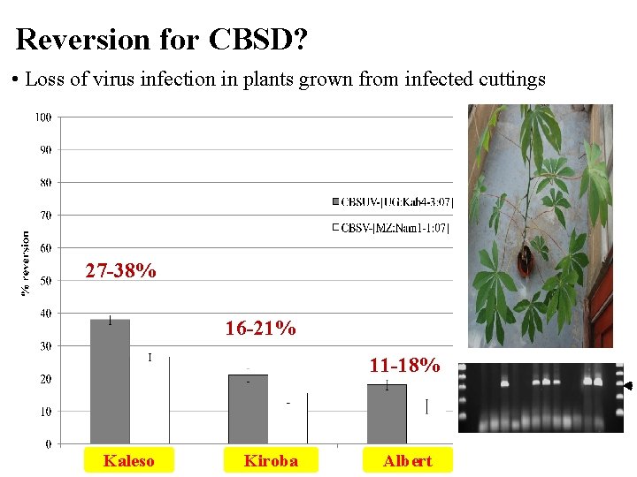 Reversion for CBSD? • Loss of virus infection in plants grown from infected cuttings