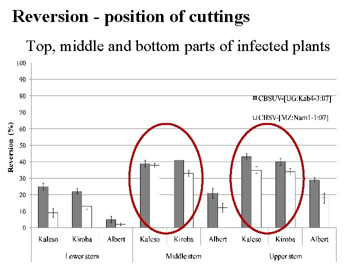 Reversion - position of cuttings Top, middle and bottom parts of infected plants 