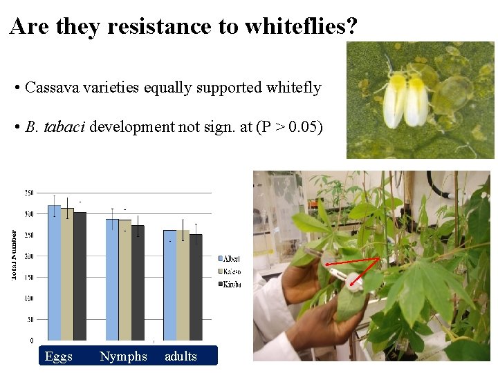 Are they resistance to whiteflies? • Cassava varieties equally supported whitefly • B. tabaci