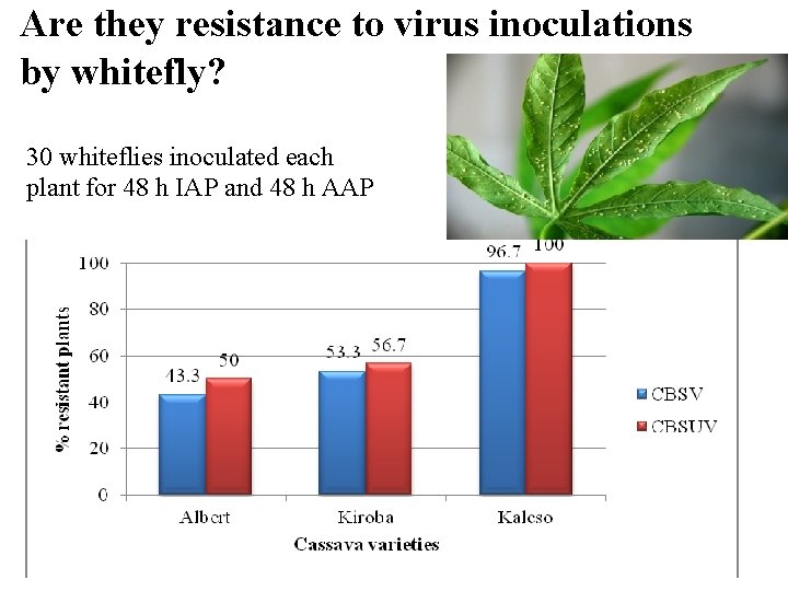 Are they resistance to virus inoculations by whitefly? 30 whiteflies inoculated each plant for