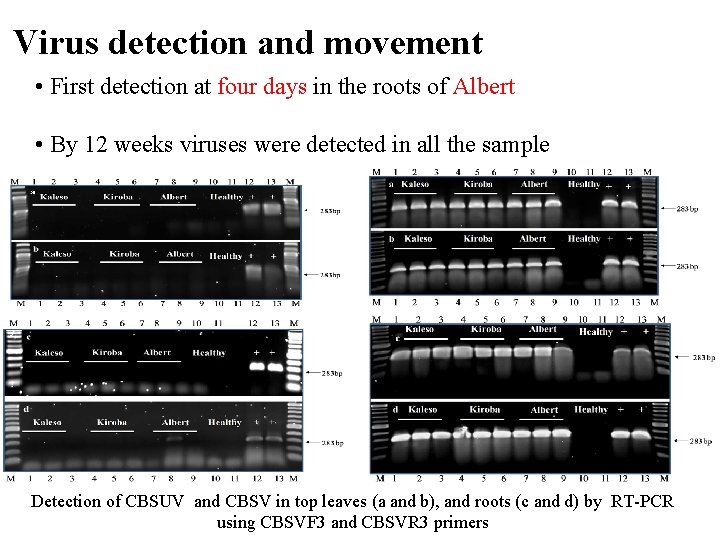 Virus detection and movement • First detection at four days in the roots of